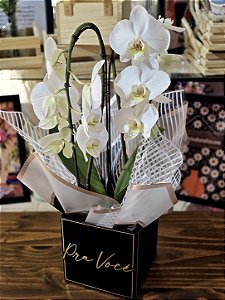 Orquídea Phalaenopsis Cascata Dupla Branca