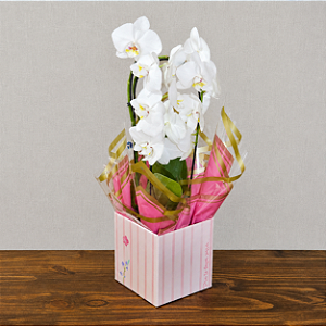 Orquídea Phalaenopsis Cascata Dupla Branca