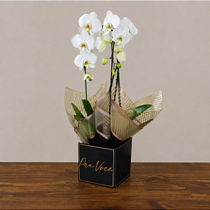 Orquídea Phalaenopsis Cascata Dupla Branca