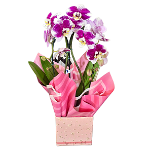 Orquídea Phalaenopsis Cascata Dupla Roxa e Branca