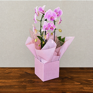 Orquídea Phalaenopsis Cascata 2 Hastes - Rosa e Branca