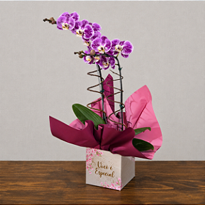 Orquídea Phalaenopsis Mesclada