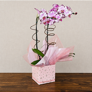 Orquídea Phalaenopsis Mesclada