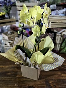 Orquídea Phalaenopsis Duas Hastes