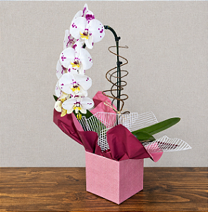 Orquídea Phalaenopsis Mesclada