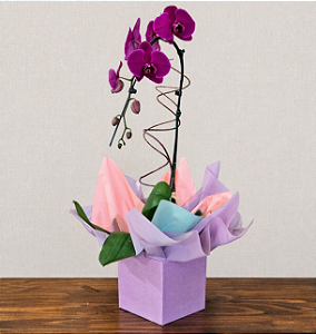 Orquídea Phalaenopsis Roxa