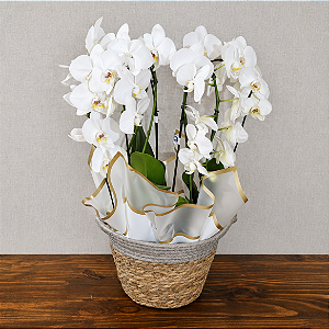 Orquídea Phalaenopsis Branca - 2 unidades no cesto