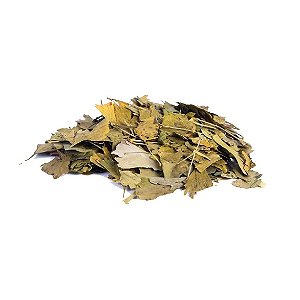 Ginkgo Biloba Folhas Granel