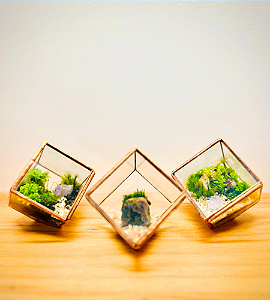 TERRARIO CUBO PEQUENO
