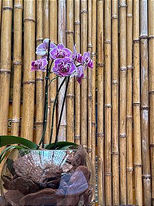 Mini Orquídeas Phalaenopsis