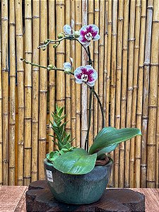 Vaso com Orquídea Phalaenopsis e Suculentas – Sofisticação Natural