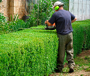 Em 24 horas 🚀 Jardinagem e Paisagismo