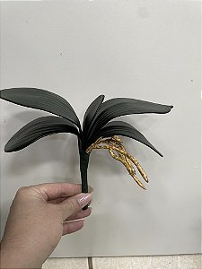 Folha de Orquídea x5 com raiz