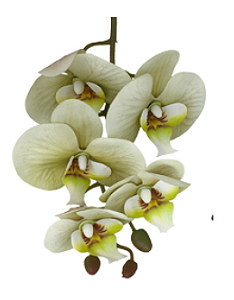 Galho de Orquídea Verde Silicone P 70 cm
