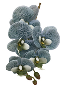 Galho de Orquídea Azul Tiffany Pintada Silicone P 70 cm