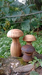 Trio cogumelos madeira