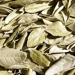 Chá de Boldo
