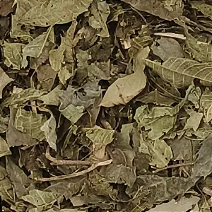 Chá de Espinheira Santa