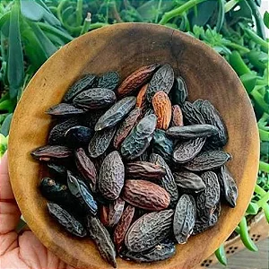 Semente de Cumaru