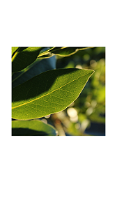 Spray de Louro 60 ml Aromatizador Natural