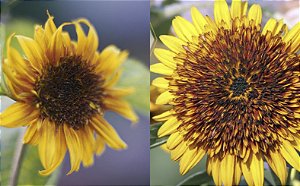 Girassol Mamute Russo