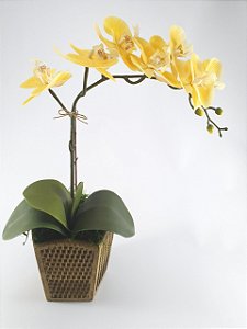 Orquídea Amarela