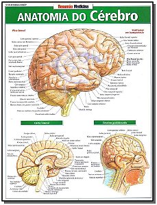 Resumão - Anatomia do Cérebro