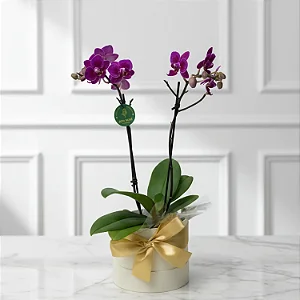 Mini Orquídea No Cachepô