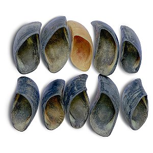 Kit 12 Cascos Bovinos - Luv