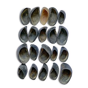 Kit 24 Cascos Bovinos - Luv
