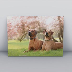 Quadro Canvas Cachorro Caramelo
