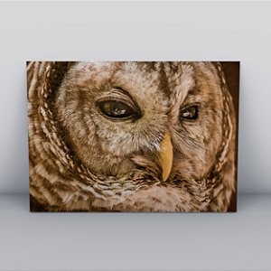Quadro Canvas Coruja do Bico Amarelo