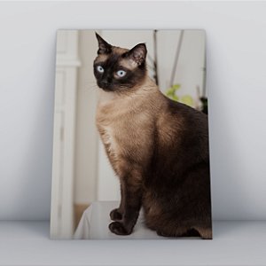 Quadro Canvas Gato Siamês