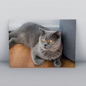 Quadro Canvas Gato Curioso