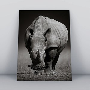 Quadro Canvas Rinocerontes