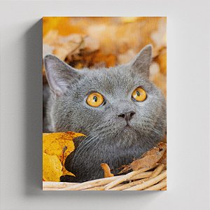 Quadro Canvas Gato Cinza Olhos Mel 067