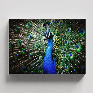 Quadro Canvas Pavão 40cmX60cm Borda Infinita CHASSI 3.1cm OUTLET