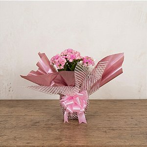 Calandiva para Presente