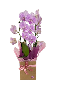 Phalaenopsis  2 Hastes Premium