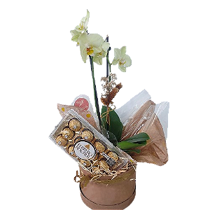 Box de Phalaenopsis