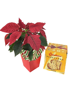 Euphorbia Com Panettone