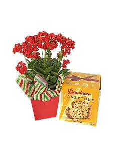 Kalandiva Com Panettone