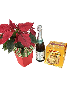 Euphorbia Celebração Panettone