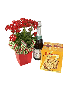 Kalandiva Celebração Panettone