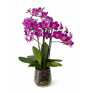 Orquídea Luxo Lilás