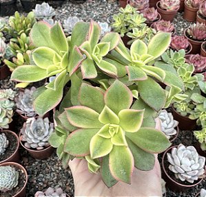 AEONIUM KIWI  POTE 9