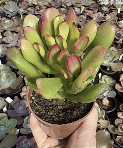 C. OVATA HOBBIT POTE 9