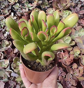 C. OVATA HOBBIT POTE 9