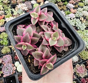 C. PELLUCIDA RUBRA VAR. POTE 7