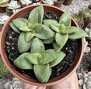 C. SPRINGTIME POTE 9
